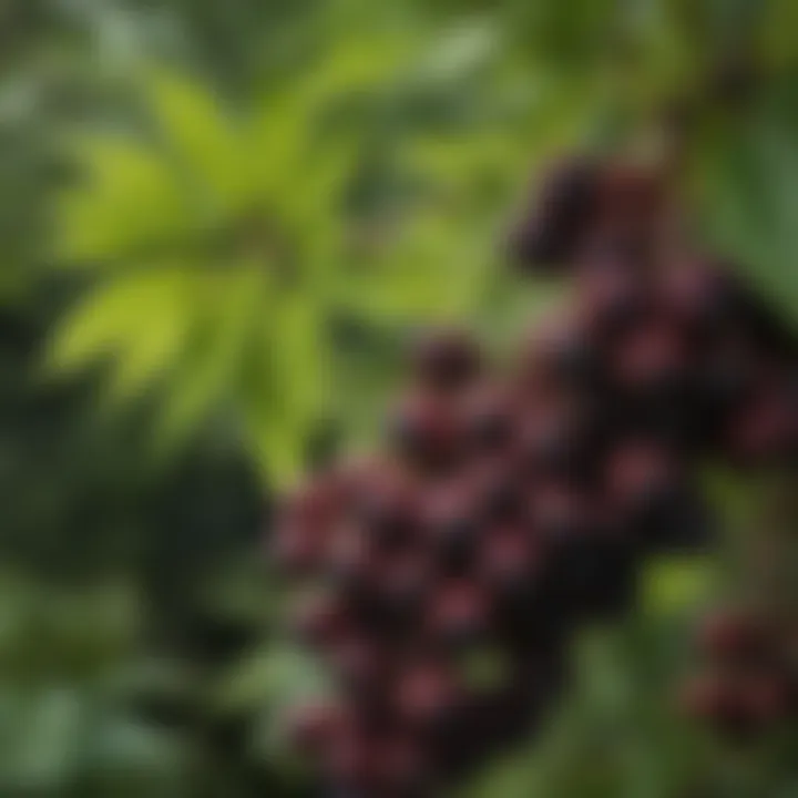 Elderberry berries close-up showing vibrant colors