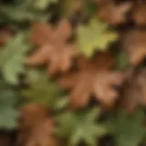Close-up of oak leaves showcasing unique lobes and textures.