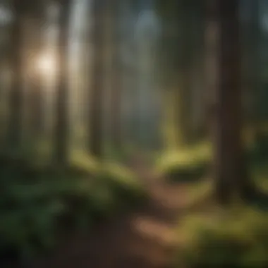 A serene forest landscape in Washington State showcasing diverse tree species.