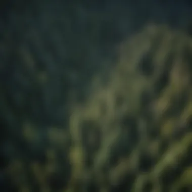 Aerial perspective showcasing the sprawling mountain hemlock landscape