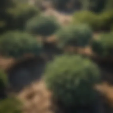 Artistic Aerial View of Juniper Shrubs in a Botanical Garden