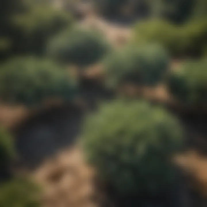 Artistic Aerial View of Juniper Shrubs in a Botanical Garden