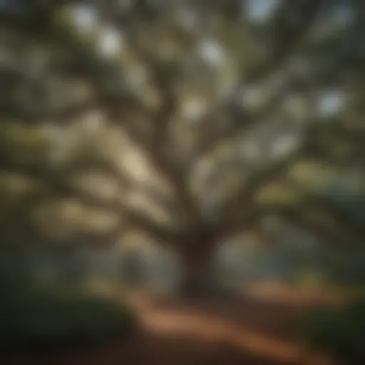 A majestic Southern Live Oak showcasing its sprawling limbs and dense foliage