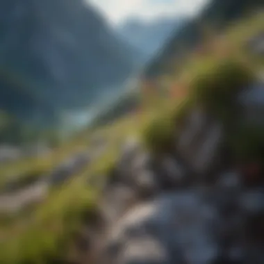 Close-up of unique alpine flora thriving in a rocky terrain.