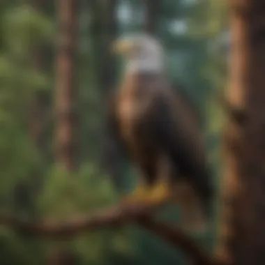 American Eagle perched on a towering pine in Clackamas