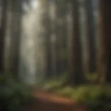 Majestic Redwood Canopy