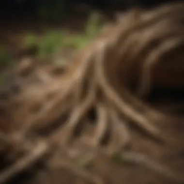 Nature's Bounty: Dried American Ginseng Roots American Ginseng Dried Roots