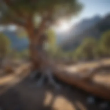 Ancient Bristlecone Pines in the Rockies