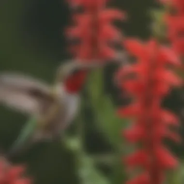 Anna's Hummingbird Sipping Nectar from Red Salvia Anna's Hummingbird Sipping Nectar from Red Salvia
