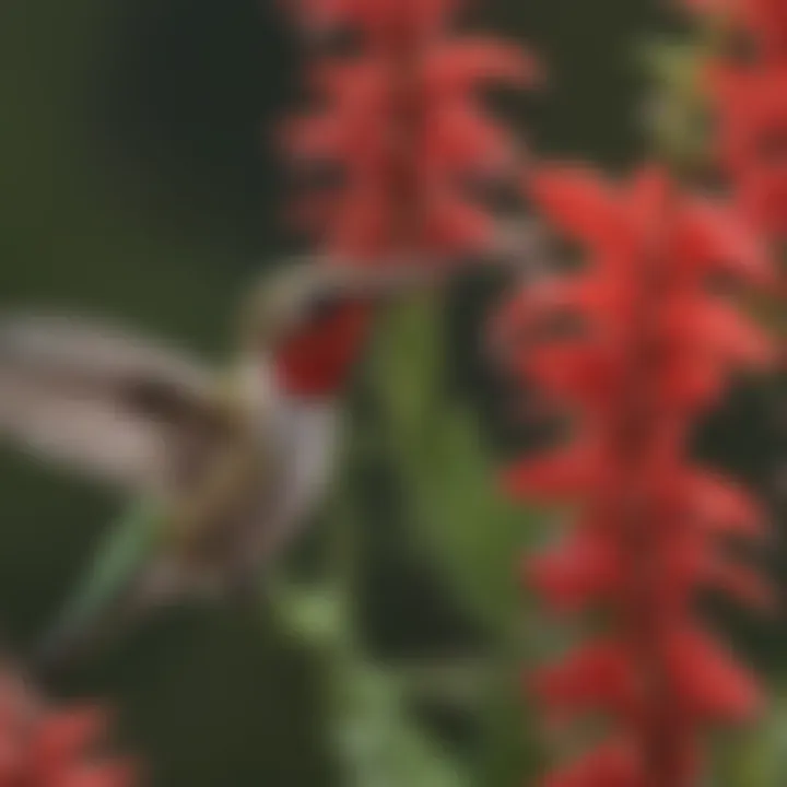 Anna's Hummingbird Sipping Nectar from Red Salvia Anna's Hummingbird Sipping Nectar from Red Salvia