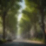 A vibrant urban tree canopy providing shade