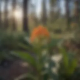 Arizona Milkweed in Forest Habitat
