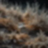 Detailed asbestos fiber under microscope