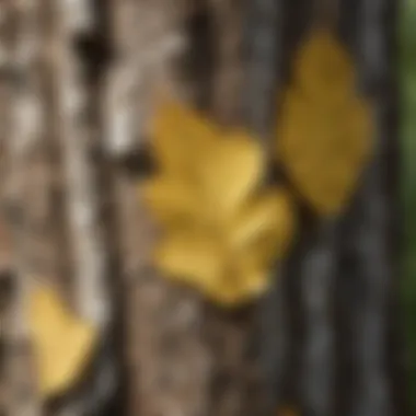 The Unique Texture of Aspen Bark Detailed close-up of aspen tree bark and leaves.