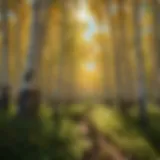 Lush aspen forest showcasing vibrant foliage.