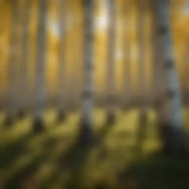 Healthy ecosystem supported by aspen trees