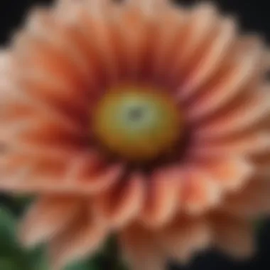 Close-up of a delicate flower with intricate patterns highlighting its beauty