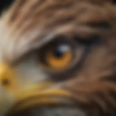 Windows to the Soul: A Close-Up of a Bald Eagle's Eye Bald Eagle Eye Close-Up