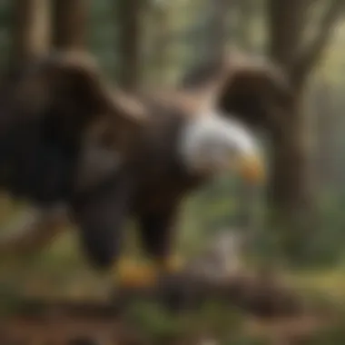 Nurturing Care: A Bald Eagle Feeding its Young Bald Eagle Feeding its Young
