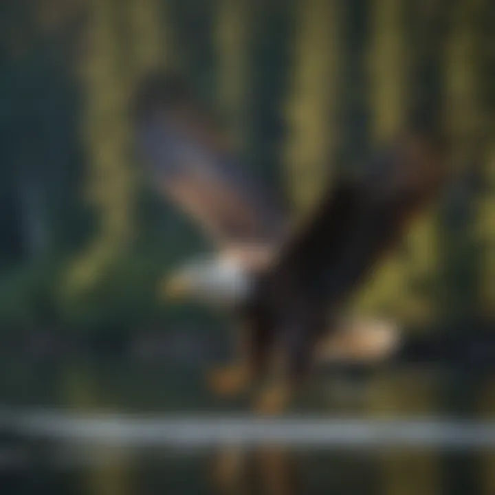 Majestic bald eagle soaring above a pristine forest lake