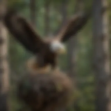 Guardians of the Nest: The Bald Eagle's Nesting Habits Bald Eagle Nesting