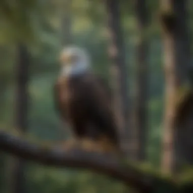 Perched Elegance: The Regal Stance of the Bald Eagle Bald eagle perched majestically on a sturdy branch