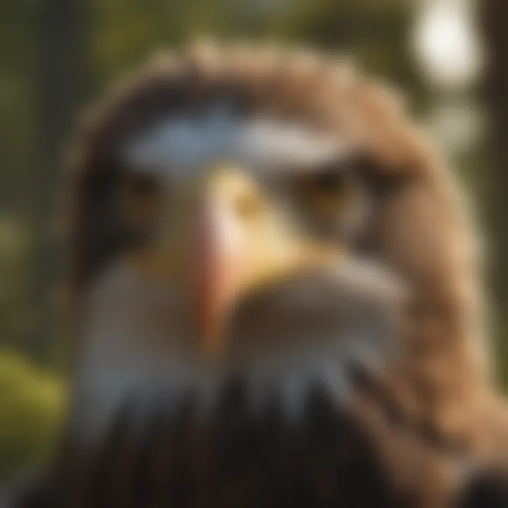 Close-up of bald eagle's sharp, keen eyes