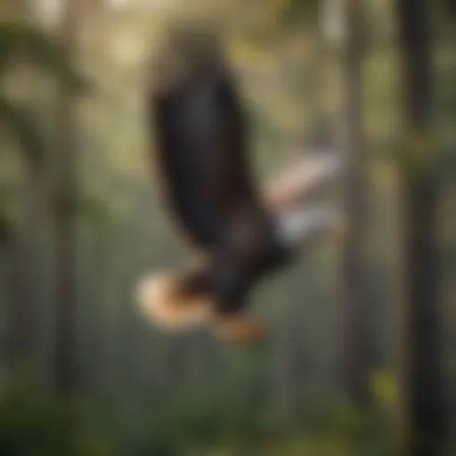 Majestic Bald Eagle soaring over Ocala National Forest
