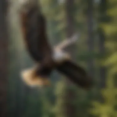 Bald Eagle Soaring Over American Forest