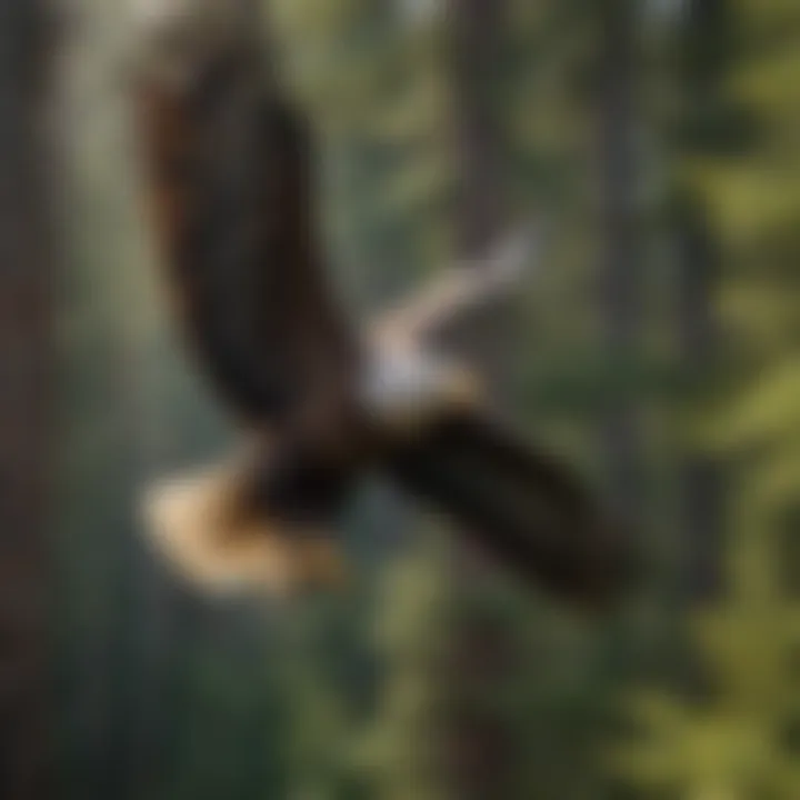 Bald Eagle Soaring Over American Forest