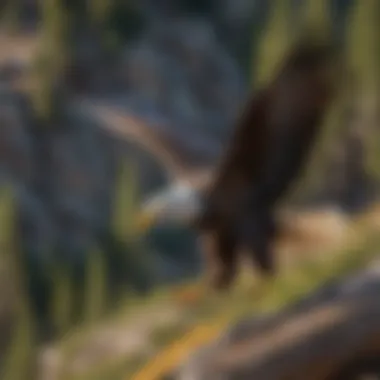 Bald Eagle in Flight over Sawtooth National Park Majestic Bald Eagle Soaring Above Sawtooth National Park