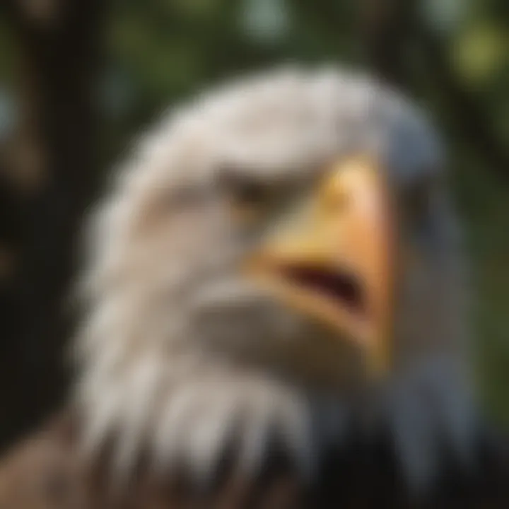 Detailed view of bald eagle's distinctive white head