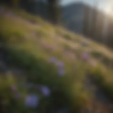 Blooming Wildflowers on Bald Mountain Wildflowers blooming on Bald Mountain's slopes