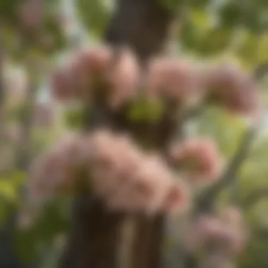 Basswood Tree Flowers Blooming