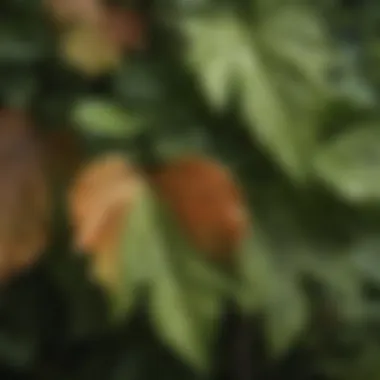 Basswood Tree Leaves Close-Up