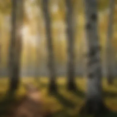 Captivating Beauty of Ohio's Birch Trees Beauty of Birch Trees in Ohio's Landscape