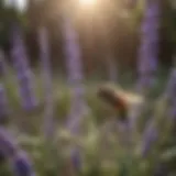 Lavender plant attracting bees