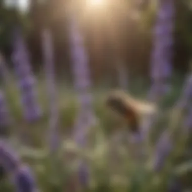 Lavender plant attracting bees