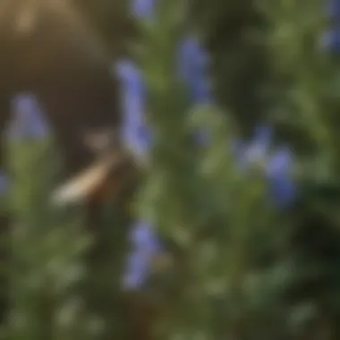 Rosemary plant attracting bees in garden