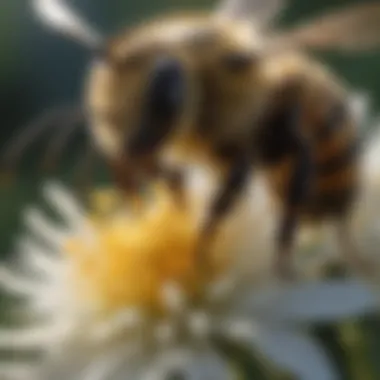 Close-up of bee covered in pollen from wildflowers