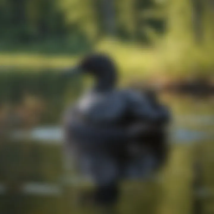 Behavioral Insights: The Mysterious Communication of Loons