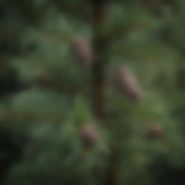 Close-up of a Douglas Fir tree showcasing its distinctive needles and cones