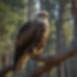 A majestic eagle perched on a branch in Big Bear Valley, showcasing its impressive wingspan.