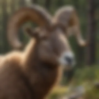 Bighorn Sheep Conservation Efforts in Colorado's Wilderness