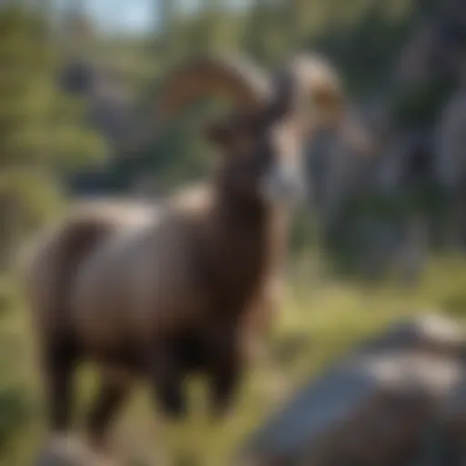 Majestic Bighorn Sheep Ram in Colorado's Rocky Terrain