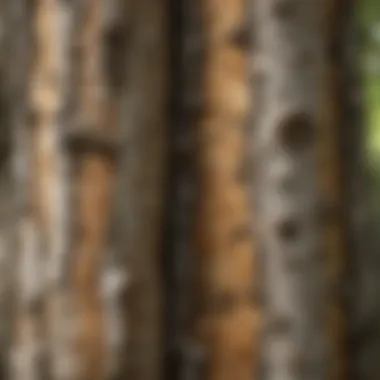 Intricate Bark Patterns of Birch Trees Close-Up of Birch Tree Bark Patterns
