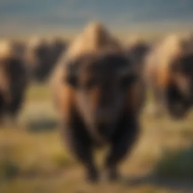 Iconic Bison in Natural Habitat Bison Herd Roaming in Grasslands