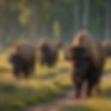 Bison Herd Roaming in Custer State Park Bison Herd Roaming in Custer State Park