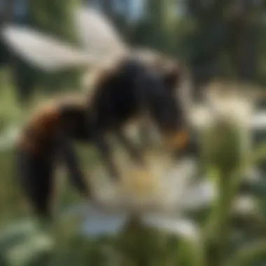 Pollination Mastery of the Black Bee Close-up of Black Bee Pollinating Flowers
