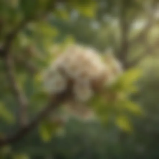 Delicate black walnut tree blossoms